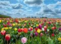 Tuturor românilor care poartă numele sărbătorii Floriilor și a celor care au nume de floare, la mulți ani! Peste 1,8 milioane au nume de flori