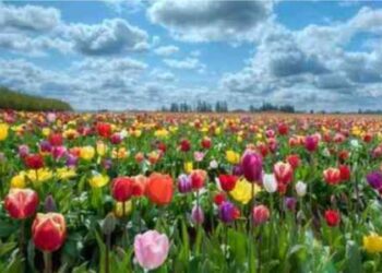 Tuturor românilor care poartă numele sărbătorii Floriilor și a celor care au nume de floare, la mulți ani! Peste 1,8 milioane au nume de flori