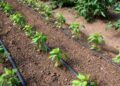 Lucrările agricole specifice lunii mai (luna lui Florar)