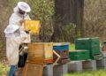 20 mai – Ziua Mondială a Albinelor. Astăzi numai despre albine, pentru că le datorăm viața