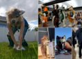 VIDEO: Elevi care se identifică drept animale şi vin îmbrăcaţi ca vulpi şi papagali la liceele din România. „Urcă în patru labe scările”
