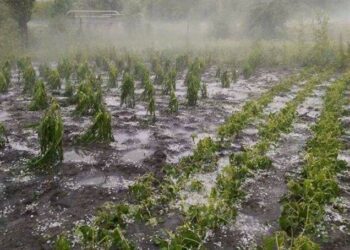 Mai puțină birocrație în cazul fermierilor afectați de climă
