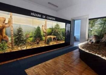 Oferte pentru consolidarea și restaurarea Muzeului de Științe ale Naturii Dorohoi