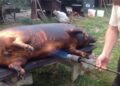 Reguli de bază la tăierea porcului şi comercializarea cărnii