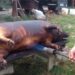 Reguli de bază la tăierea porcului şi comercializarea cărnii