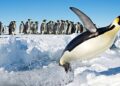 20 ianuarie – Ziua mondială a pinguinilor