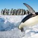 20 ianuarie – Ziua mondială a pinguinilor