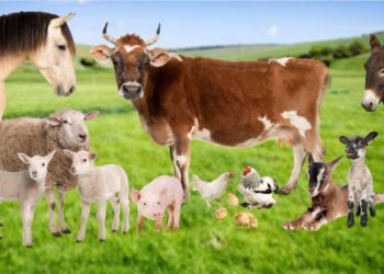 Schemă de ajutor pentru crescătorii de animale
