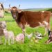 Schemă de ajutor pentru crescătorii de animale