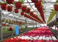 Producătorii de flori cer includerea în programele de finanțare