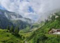 13 martie – Ziua mondială a plantațiilor forestiere