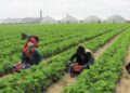 Protecția cetățenilor români care lucrează în străinătate