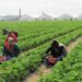 Protecția cetățenilor români care lucrează în străinătate