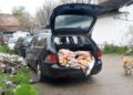 Nu cumpărați carne de miel din portbagajele mașinilor
