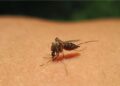 Înțepăturile de insecte: tratament si prevenția lor