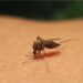 Înțepăturile de insecte: tratament si prevenția lor