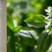 „Floarea Bisericii”. Busuioc denumit după patriarhul Miron Cristea