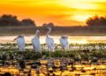 Delta Dunării a câștigat Marele Premiu la Gala „Destinația anului 2025”