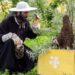20 mai – Ziua mondială a albinelor