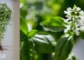 „Floarea Bisericii”. Busuioc denumit după patriarhul Miron Cristea