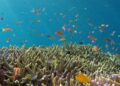 UNESCO doreşte acces liber la cartografierea oceanelor