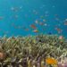 UNESCO doreşte acces liber la cartografierea oceanelor