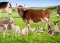 Crescătorii de animale vor primi un sprijin financiar în valoare de peste 2,8 milioane lei