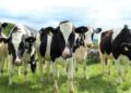 Creditele pentru fermierii crescători de animale
