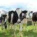 Creditele pentru fermierii crescători de animale