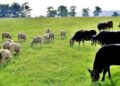 Sprijin financiar în valoare de peste 53 milioane lei pentru crescătorii de animale