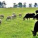 Sprijin financiar în valoare de peste 53 milioane lei pentru crescătorii de animale