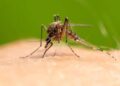 Au fost confirmate 30 de cazuri de infecție cu  virusul West Nile în România. Recomandări de la INSP