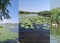 1 septembrie – Ziua Rezervației Biosferei Delta Dunării
