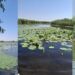 1 septembrie – Ziua Rezervației Biosferei Delta Dunării