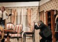 Două spectacolele la Teatrul „Mihai Eminescu” Botoșani, la sfârșitul acestei săptămâni