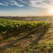 Agricultura ecologică din România a crescut cu 160% în ultimul deceniu