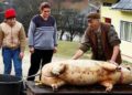 Recomandările DSP Botoșani, pentru persoanele care sacrifică porci în gospodărie: Testarea cărnii rămâne obligatorie