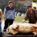 Recomandările DSP Botoșani, pentru persoanele care sacrifică porci în gospodărie: Testarea cărnii rămâne obligatorie