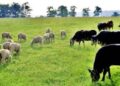 15 decembrie este termenul limită pentru cererile inițiale de ajutor de stat în sectorul creşterii animalelor