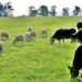 15 decembrie este termenul limită pentru cererile inițiale de ajutor de stat în sectorul creşterii animalelor