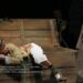 „Ivan Turbincă”, după Ion Creangă, pe scena Teatrului „Mihai Eminescu” Botoșani