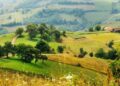 ONG-urile de mediu cer măsuri urgente pentru protejarea biodiversității din România