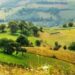 ONG-urile de mediu cer măsuri urgente pentru protejarea biodiversității din România