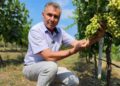 Consultare publică pentru finanțarea investițiilor în sectorul strugurilor de masă