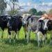 APIA Botoșani: 30 ianuarie 2026 este termenul-limită pentru depunerea deconturilor justificative aferente eco-schemelor zootehnice, campania 2025