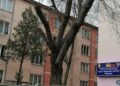 Elevă din Botoșani premiată la Concursul Internațional „Cangurul Lingvist” – Limba Engleză