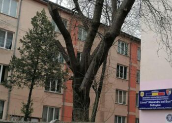 Elevă din Botoșani premiată la Concursul Internațional „Cangurul Lingvist” – Limba Engleză