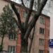 Elevă din Botoșani premiată la Concursul Internațional „Cangurul Lingvist” – Limba Engleză