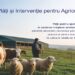 Sprijin financiar de peste 15,68 milioane lei pentru crescătorii de animale