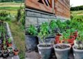 Mănăstirea Cozancea oferă spre vânzare ghivece cu busuioc cultivate de obștea monahală